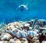 Diving on shallow reefs in warm Caribbean waters of the Florida Keys